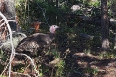Fern-and-Odessa-Lakes-Wild-Turkey