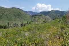Fiddlehead-Trail-Topside-foliage