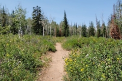 Fiddlehead-Trail-Trail-down-the-center