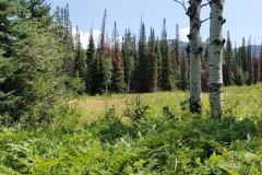 Fiddlehead-Trail-aspens-in-the-open