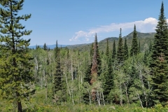 Fiddlehead-Trail-pines-on-the-ridge