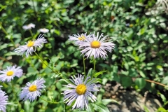 Fiddlehead-Trail-purple-flowers