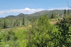 Fiddlehead-Trail-the-higher-you-go-the-trees-are-there