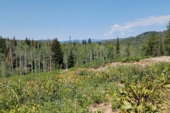 Fiddlehead-Trail-the-trail-to-the-open-air
