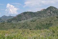 Fiddlehead-Trail-topside-hillside