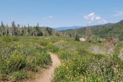 Fiddlehead-Trail-trail-through-open-air-with-bushes