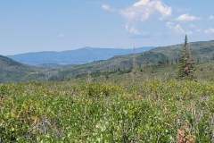 Fiddlehead-Trail-wide-open-spaces