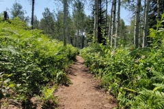Fiddlehead-trail-trail-through-tall-bush
