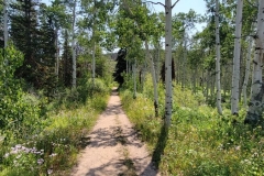 Fiddlehead-trail-trail-through-the-woods