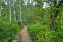 Fish-Creek-Falls-Lower-lots-of-green