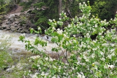 Fish-Creek-Falls-Lower-with-flowers