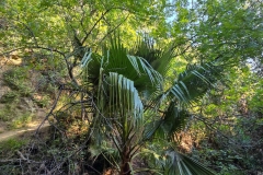 Fryman-Canyon-Park-Palm