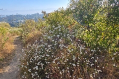 Fryman-Canyon-Park-White-Blooms