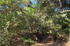 Fryman-Canyon-Park-tree-canopy