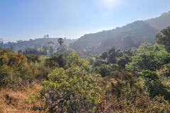 Fryman-Canyon-Park-vegetation