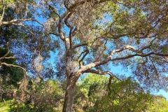 Fryman-Canyon-park-tree