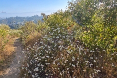 Fryman-Canyon-park-white-blooms-2