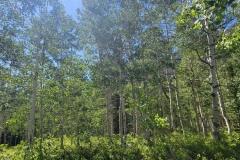 Gloria-Falls-Early-Aspens