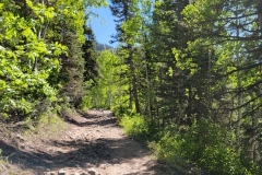 Gloria-Falls-Lower-trail-tree-cover