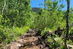 Gloria-Falls-early-green-trail