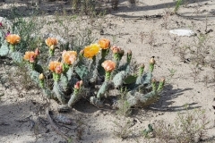 Gordon-Creek-Falls-Blooming-Cactus