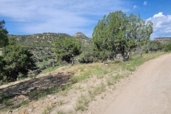 Gordon-Creek-Falls-trees-by-road
