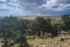 Great-Sand-Dunes-Nature-Trail-Dunes-and-trees-wide