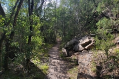 Great-Sand-Dunes-Nature-Trail-Trail-through-the-woods