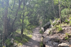 Great-Sand-Dunes-Nature-Trail-later-aspens