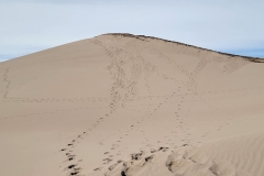 High-Dune-Footsteps-up-steep-hill