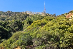 Hollywood-sign-far