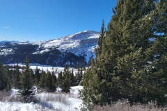 Hoosier-Pass-deCaLiBron-behind-a-tree