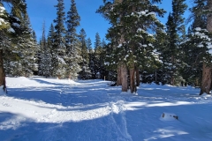 Hoosier-Pass-early-trees-and-snow