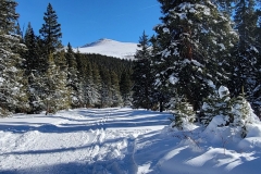 Hoosier-Pass-finish-trees