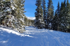 Hoosier-Pass-tree-line-path