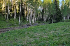 Hoss-and-Little-Joe-Loop-Aspens-and-creek
