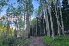 Hoss-and-Little-Joe-Loop-Road-through-Aspens