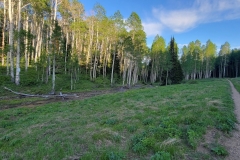 Hoss-and-Little-Joe-Loop-aspens-and-road