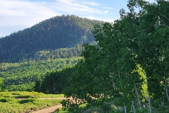 Hoss-and-Little-Joe-Loop-hillside-trees