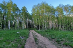 Hoss-and-Little-Joe-road-leading-to-aspens