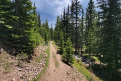 Jasper-Lake-Trail-long-trail-through-woods