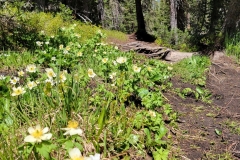 Jim-Creek-Trail-Flowers