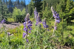 Jim-Creek-Trail-Lupine-Flowers