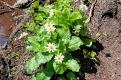 Jim-Creek-Trail-Mountain-Daisys