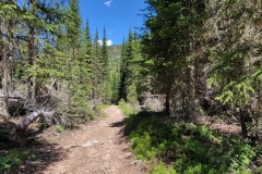 Jim-Creek-Trail-Trail-through-woods