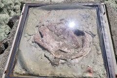 John-Day-Island-in-Time-fossil