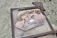 John-Day-island-in-time-broken-fossil-box