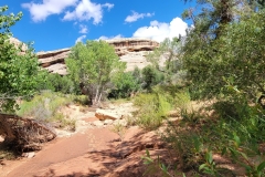 Natural-Bridges-Kachina-Bridge-Lower-Plants-and-creek