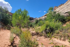 Natural-Bridges-Kachina-Bridge-lower-floor-flora