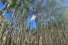 Kelly-Lake-Aspens